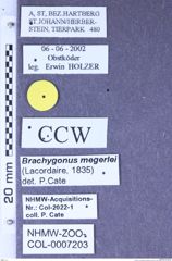 Etiketten zu Brachygonus megerlei (Lacordaire, 1835) (NHMW-ZOO-COL-0007203)